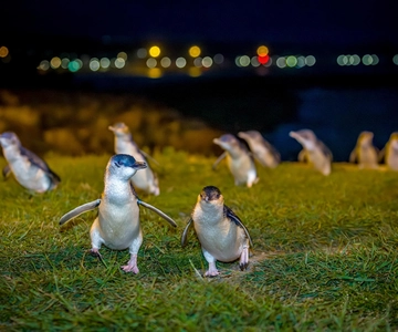 Oamaru: Blue Penguin Colony Evening Viewing Ticket