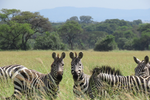 One Day Shared Ngorongoro Crater tour