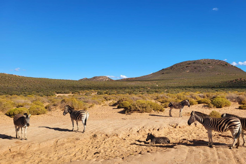 Cape Town: Aquila Game Reserve Safari with Buffet & Pickup