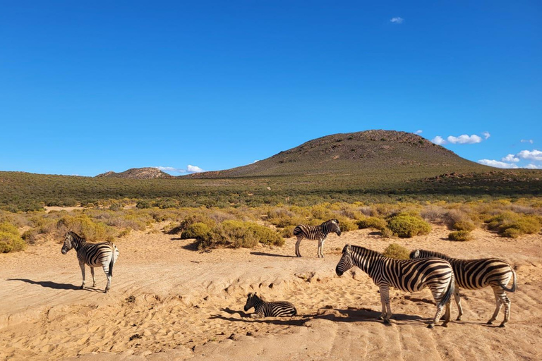 Cape Town: Aquila Game Reserve Safari with Buffet & Pickup