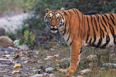 Golden Triangle Tour with Ranthambor Tiger Safari From Delhi From Delhi: Golden Triangle Private Tour with Taj Mahal