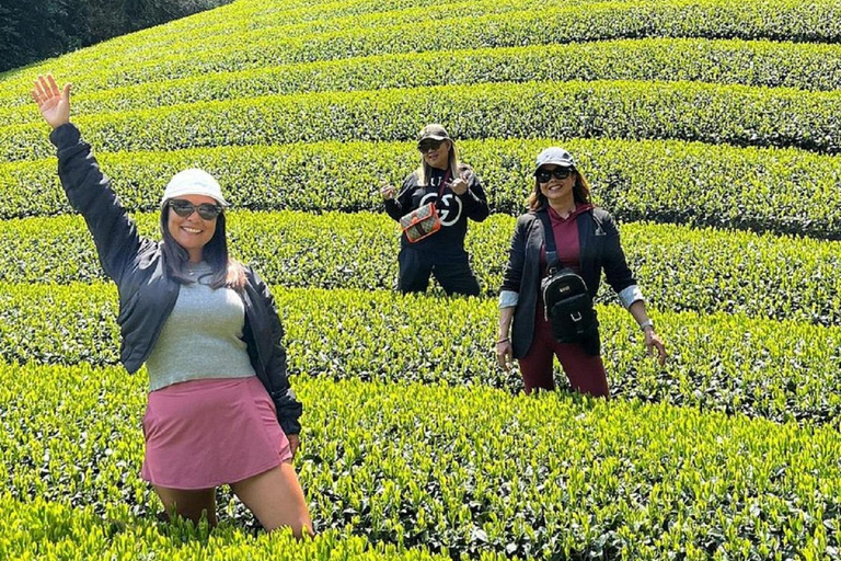 Wazuka: Tea Picking Experience with Matcha Tea Tasting