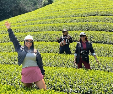 Wazuka: Tea Picking Experience with Matcha Tea Tasting