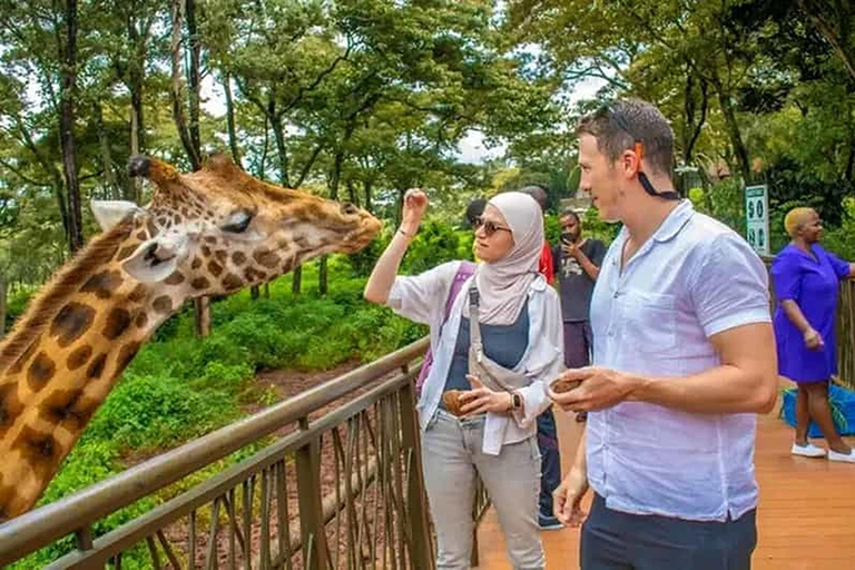 Mombasa: Experiência de alimentação de girafas no Haller Park, de carro.