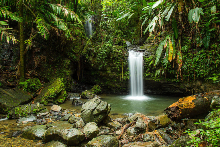 Puerto Rico : Visite guidée de la forêt tropicale d'El Yunque avec transferts