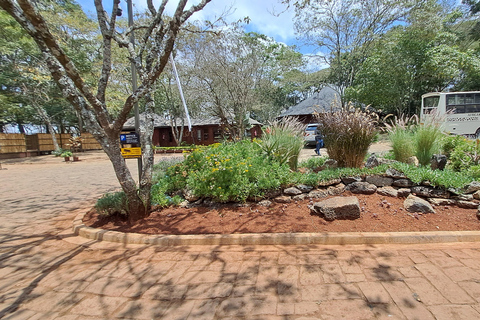 Nairobi: Orfanotrofio degli elefanti e delle giraffe David Sheldrick ...