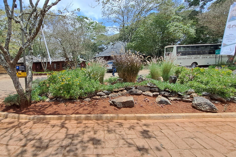 Nairobi: Orfanotrofio degli elefanti e delle giraffe David Sheldrick ...