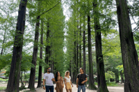 Seoul, Gangwon-Do-Tagesausreise mit Alpaka World & Nami Island - Housity