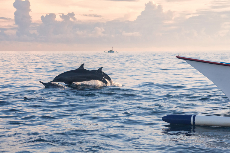 Mauritius: Whale and Dolphin Watching Speedboat Tour