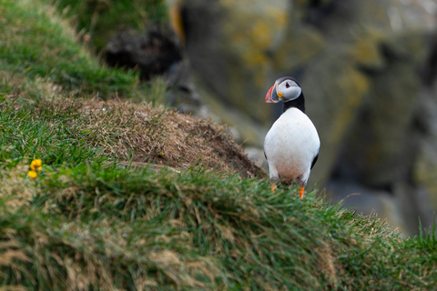 Reykjavik: Zuidkust en verborgen watervallen tour