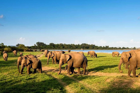 Minneriya National Park Private Safari Tour