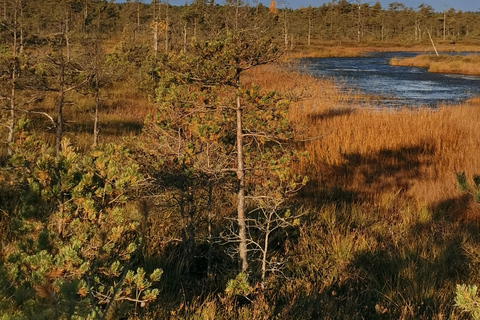 Cenas Bog trail near Riga for Nature lovers