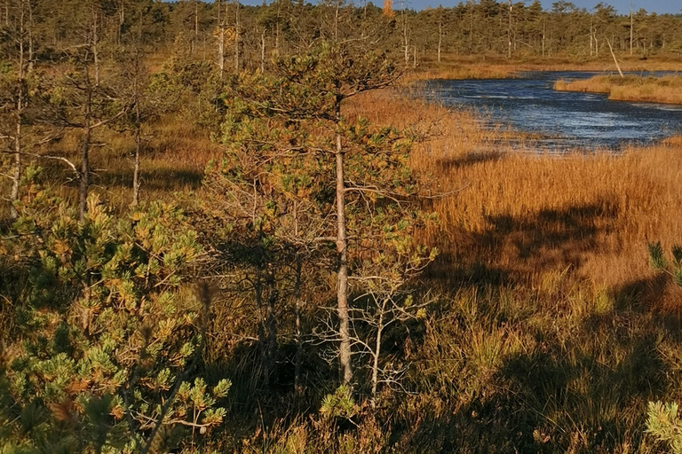 Cenas Bog trail near Riga for Nature lovers
