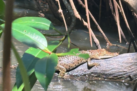 Bentota: River Safari with Wildlife and Island Visits