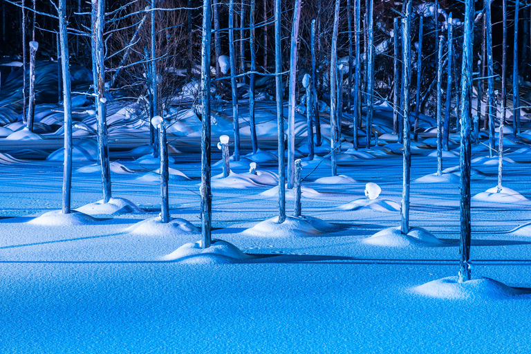 Sapporo: Hokkaido Biei Best 5 Photo Spots Day Tour Shared Tour, Meet at Odori Station