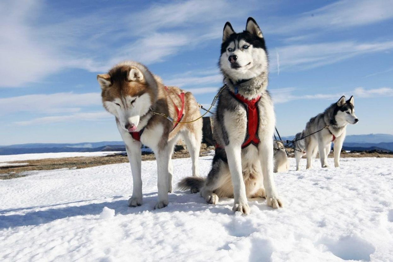 Husky Soul Journey: From Farm Life to Sledding Adventure