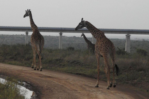 Nairobi National Park: Early Morning or afternoon adventure Early morning game drive in a Landcruiser JEEP