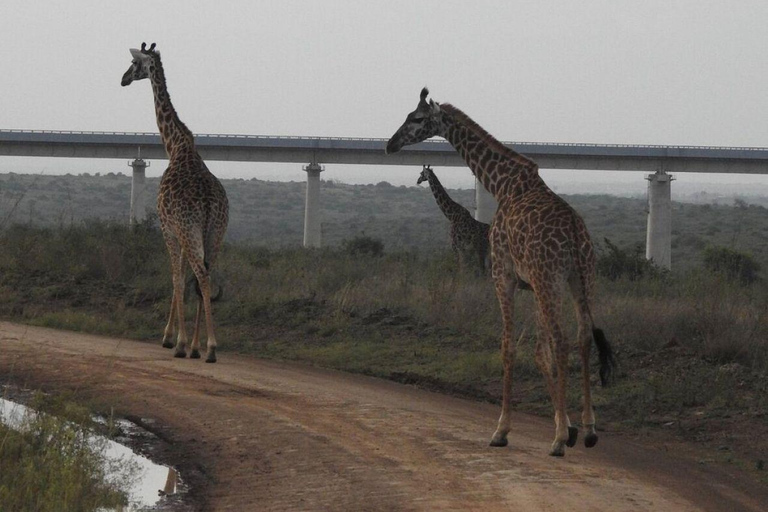 Nairobi National Park: Early Morning or afternoon adventure Early morning game drive in a Landcruiser JEEP