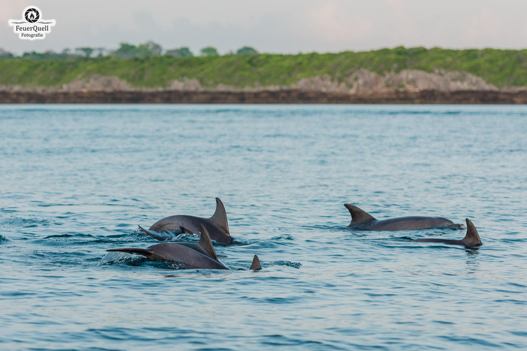 Nungwi/Kendwa: Mnemba Island Dolphin &amp; Snorkeling Tour en barcoTraslado desde Kendwa o desde Nungwi