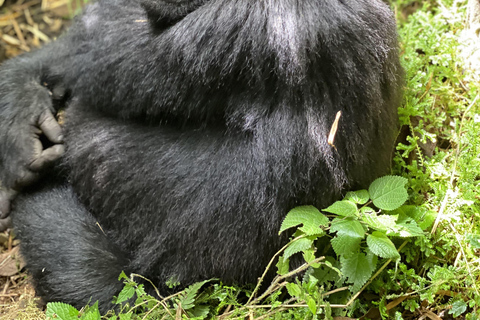 3 dias Gorila e macaco dourado Trekking