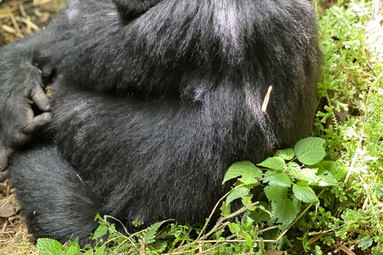 3 jours de trekking pour les gorilles et les singes dorés