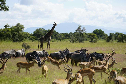 From Zanzibar: Mikumi Safari Day Trip with Flights and Lunch Mikumi Shared Safari without hotel transfer