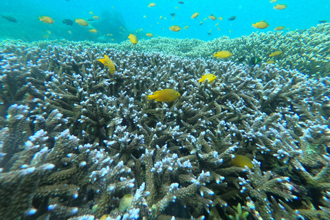 deel snorkelen naar 3 Gilis