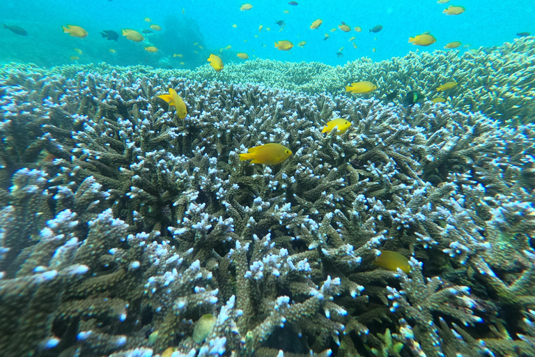 deel snorkelen naar 3 Gilis