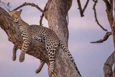 5 Days Tarangire, Ngorongoro & Serengeti National Park