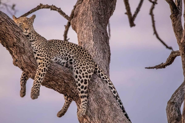 5 Days Tarangire, Ngorongoro & Serengeti National Park