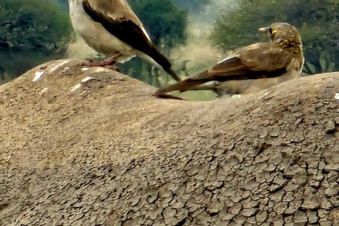 Nairobi: passeio de meio dia no Parque NacionalNairobi: tour privado de meio dia no Parque Nacional