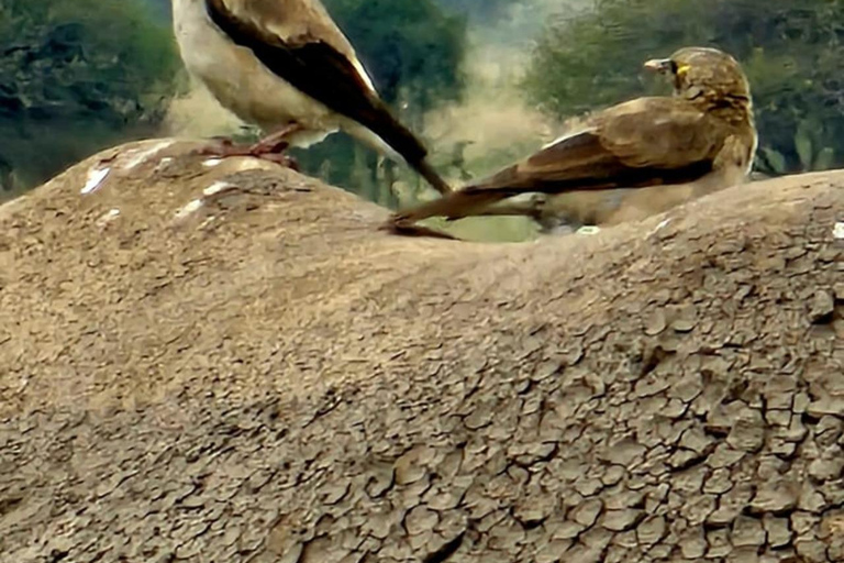 Nairobi: passeio de meio dia no Parque NacionalNairobi: tour privado de meio dia no Parque Nacional