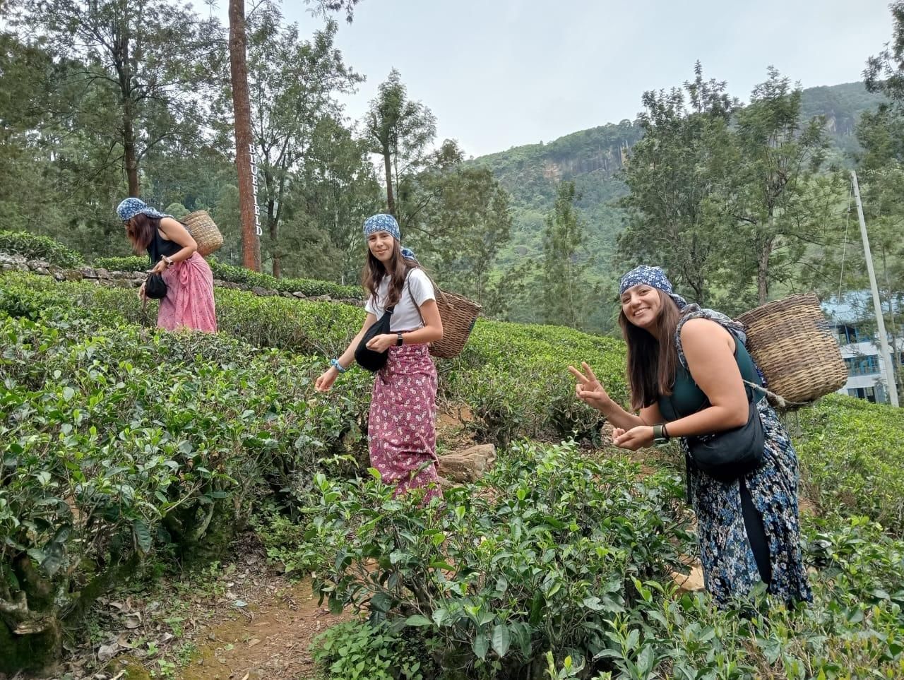 Tuk-Tuk-Tour zu Plantagen und Wasserfällen in Nuwara Eliya