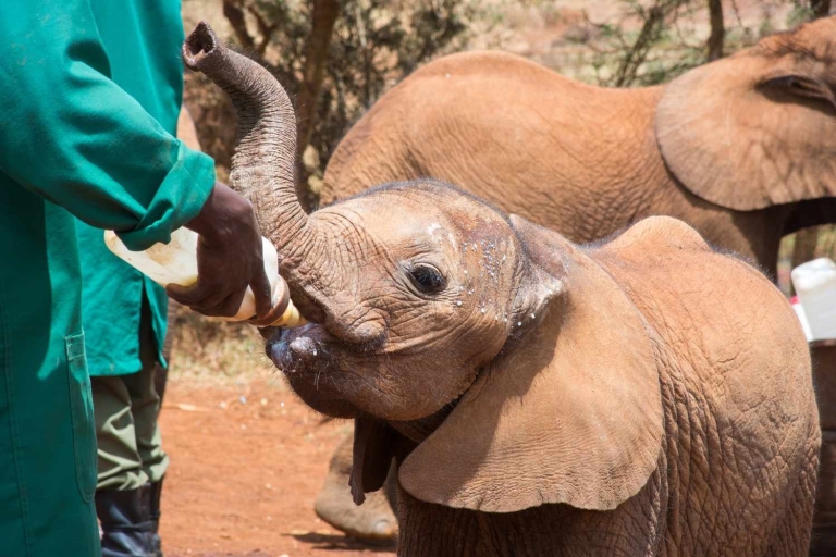 Kenia: Olifantenweeshuis en giraffencentrum