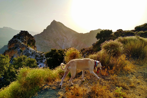 ⭐ Excursión al atardecer y cumbre de Sierra Nevada con cachorro ⭐⭐ Excursión al atardecer y cumbre de Sierra Nevada Excursión privada con cachorro ⭐