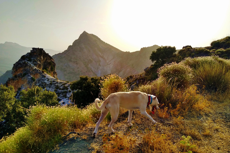 ⭐ Excursión al atardecer y cumbre de Sierra Nevada con cachorro ⭐⭐ Excursión al atardecer y cumbre de Sierra Nevada Excursión privada con cachorro ⭐