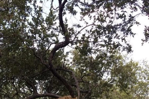 Kenya: 1-Day Safari Adventure with Transfers