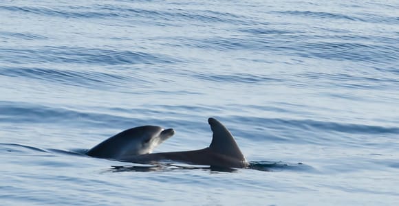 Delfin-Safari-Bootstour ab Jachthafen Funtana