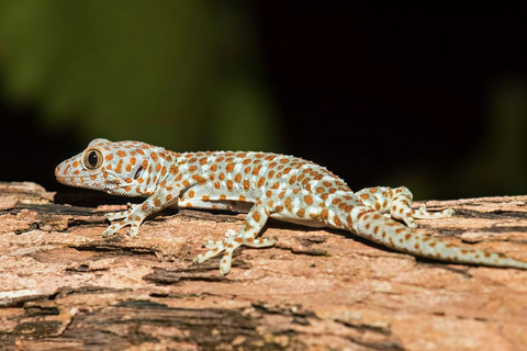 Langkawi : After Dark- Guided Night Rainforest Safari