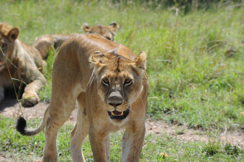 Picnic Breakfast with a Nairobi National Park Safari