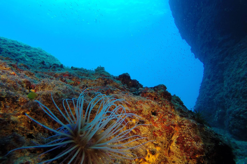 Crete: Chania Guided Diving Experience for Certified Divers