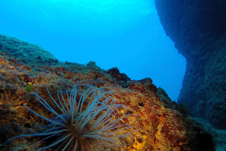 Creta: Experiencia de Buceo Guiado en Chania para Buceadores Certificados