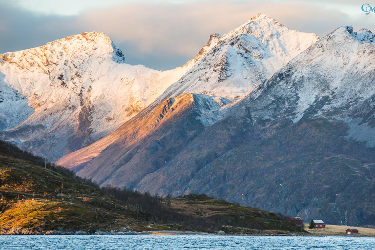 Tromsø: Senja Island Day Fjord Trip with Lunch and Photos