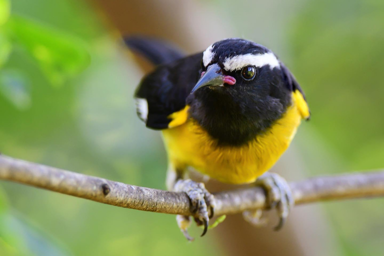 Rockland Bird Sanctuary Private TourFrom Grand Palladium/ Lady Hamilton