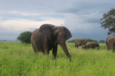 Tanzania: 4-dniowa luksusowa wycieczka safari z zakwaterowaniem