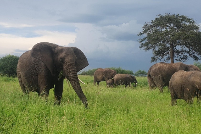 Tanzania: 4-dniowa luksusowa wycieczka safari z zakwaterowaniem