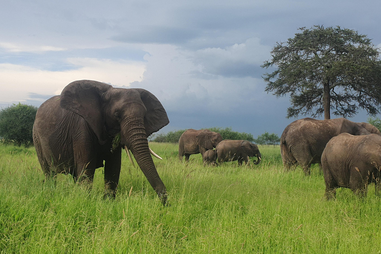 Tanzania: 4-Day Luxury Safari Tour with Accommodation