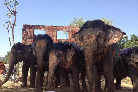Jaipur: Hathigao Elephant Village Ride, Feeding, & Photos Riding, Feeding, Climbing And Photography with Elephant