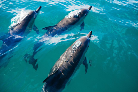 Private Tour: Dolphins &amp; Safari Blue in Pungume Island