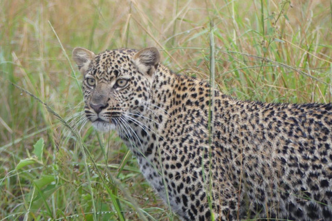 Kigali: Akagera National Park Safari with Boat Cruise